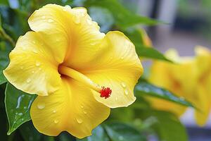 AI generated Close up beautiful yellow hibiscus flower. AI Generated photo