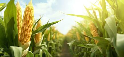 AI generated Closeup corn cobs in corn plantation field. Generative AI photo