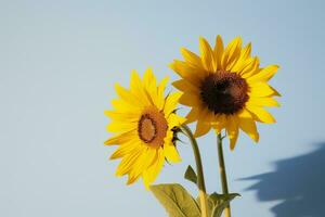 AI generated Two sunflowers in the sunny ambience. Light blue background with shadow. Generative AI photo