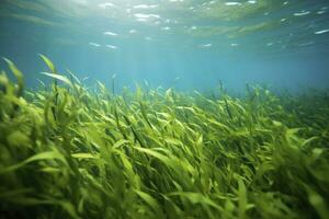 AI generated Underwater view of a group of seabed with green seagrass. AI Generated photo