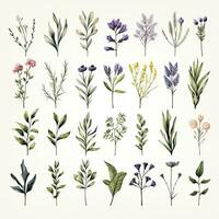 AI generated Collection of watercolor herbs clipart on white background. AI Generated photo