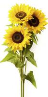 AI generated Sunflowers isolated on white background. AI Generated photo