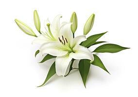 AI generated Beautiful fresh lily flower with green leaves, isolated on white background. AI Generated photo