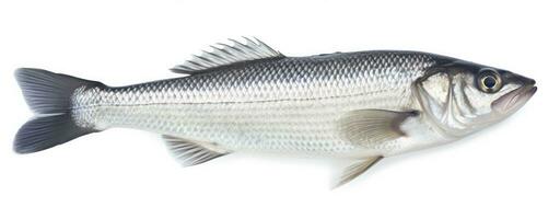 AI generated One fresh sea bass fish isolated on white background. AI Generated. photo