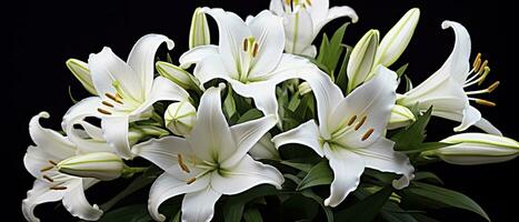 AI generated White lily flowers on black background. AI Generated photo