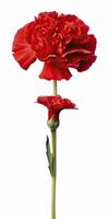 AI generated Red Carnation isolated on white background. AI Generated photo