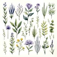 AI generated Collection of watercolor herbs clipart on white background. AI Generated photo