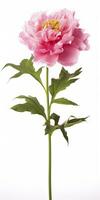 AI generated Peony isolated on white background. AI Generated photo