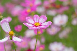 Cosmos flower in close up garden photo