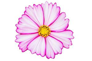 Pink Cosmos flower isolated on white background. photo