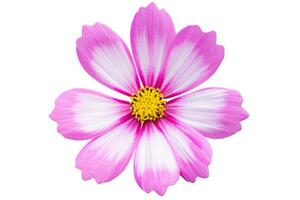 Pink Cosmos flower isolated on white background. photo