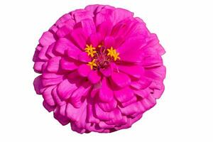 Pink flower isolated on white background. photo