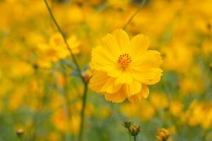 Cosmos flower in close up garden photo