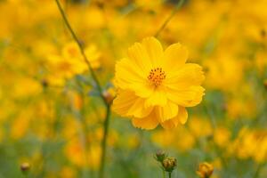 flor del cosmos en el jardín de cerca foto