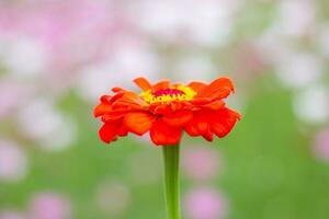 Cosmos flower in close up garden photo