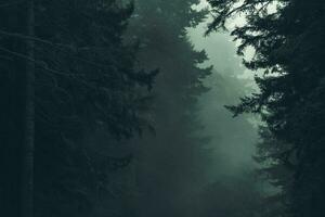 Foggy Scenic Redwood Forest Nature Background photo