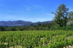 Vineyard, Groot Constantia Wine Estate, Cape Town, South Africa photo
