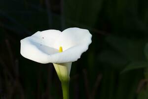 Arun Lily, Zantedeschia aethiopica, Kirstenbosch, Cape Town, South Africa photo