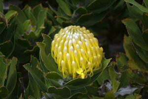 floreciente acerico protea, leucospermum especies,, mesa montaña nacional parque, capa ciudad, sur África foto