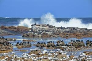 capa de bueno esperanza, capa cormoranes, falacrocorax capensis, genial crestado charranes, talaso Bergi, y capa piel focas, arctocefalia pusilo, capa ciudad, sur África foto