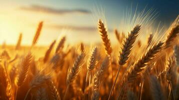 ai generado dorado trigo campo a puesta de sol foto