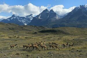 Guanaco herd grazing in the steppes of Torres del Paine National Park, Chilean Patagonia, Chile photo