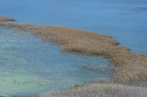 Laguna with marsh grass, Patagonia National Park, Chacabuco valley near Cochrane, Aysen Region, Patagonia, Chile photo