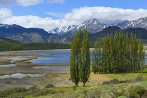 Poplar trees in front of the Andes, Patagonia National Park, Chacabuco valley near Cochrane, Aysen Region, Patagonia, Chile photo