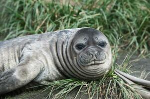 Young Southern Elephant Seal , Mirounga leonina, Fortuna Bay, South Georgia Island photo