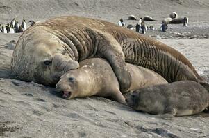 Southern Elephant Seal, Mirounga leonina, mating, St. Andrews Bay, South Georgia Island photo