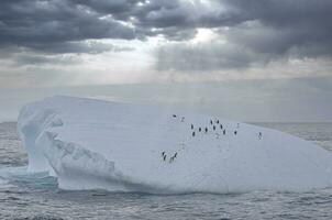 gentoo pingüino, pigoscelis Papuasia, en un flotante iceberg, cobre bahía, sur Georgia, sur Georgia y el emparedado islas, Antártida foto