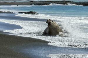 Male Southern Elephant seal, Mirounga leonina, coming out of the ocean waves, Right Whale Bay, South Georgia Island, Antarctic photo