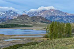 Poplar trees in front of the Andes, Patagonia National Park, Chacabuco valley near Cochrane, Aysen Region, Patagonia, Chile photo