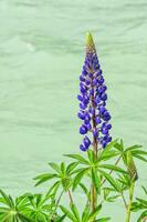 Purple flowering Lupins, Lupinus, Pan-American Highway, Aysen Region, Patagonia, Chile photo