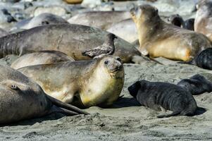 Southern Elephant seal, Mirounga leonina, Young, Male, Female, Lay, Laying, Salisbury Plains, South Georgia Island, Antarctic photo