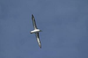 Grey-headed Albatross, Thalassarche chrysostoma, in flight, Elsehul Bay, South Georgia Island, Antarctic photo