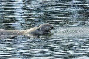 Southern Elephant Seal, Mirounga leonina, in water, King Edward Cove, Grytviken, South Georgia, South Georgia and the Sandwich Islands, Antarctica photo