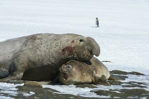 Male Southern Elephant seal, Mirounga leonina with female on snow, King penguins behind, Salisbury Plain, South Georgia Island, Antarctica photo