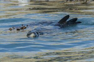 Leopard Seal, Hydrurga leptonyx, swimming between kelp grass, Gold Harbour, South Georgia, South Georgia and the Sandwich Islands, Antarctica photo
