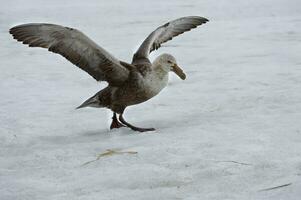 Southern Giant Petrel, Macronectes giganteus, walking on snow, Fortuna Bay,  South Georgia, South Georgia and the Sandwich Islands, Antarctica photo