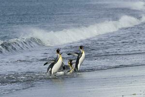 Group ofKing penguin, Aptenodytes patagonicus, coming out of the water, Salisbury Plain, South Georgia Island, Antarctic photo