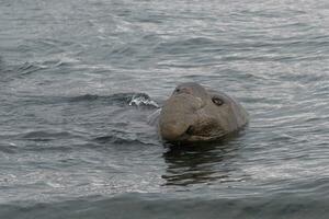 masculino del Sur elefante sello , mirounga leonina, en el agua, fortuna bahía, sur Georgia, sur Georgia y el emparedado islas, Antártida foto