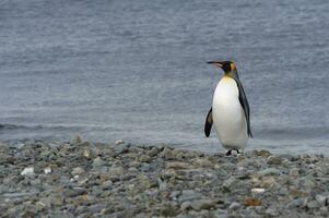 King Penguin, Aptenodytes patagonicus, on a graveled beach, Fortuna Bay, South Georgia, South photo
