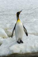 King penguins, Aptenodytes patagonicus, on ice, Right Whale Bay, South Georgia Island, Antarctic photo