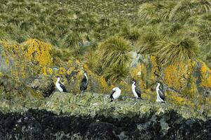 imperial pelusas, falacrocorax atriceps, en liquen cubierto rocas, ondina puerto, sur Georgia isla, antártico foto