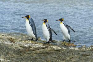 King penguins, Aptenodytes patagonicus, crossing a stream, Right Whale Bay, South Georgia Island, Antarctic photo