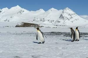 Group of King penguin, Aptenodytes patagonicus, walking on snow covered Salisbury Plain, South Georgia Island, Antarctic photo