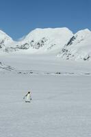 Lonely King penguin, Aptenodytes patagonicus, walking on snow covered Salisbury Plain, South Georgia Island, Antarctic photo