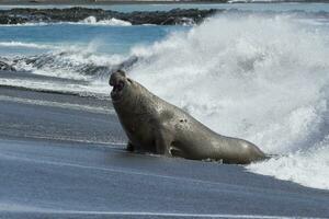 Male Southern Elephant seal, Mirounga leonina, coming out of the ocean waves, Right Whale Bay, South Georgia Island, Antarctic photo