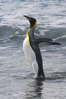 King penguin, Aptenodytes patagonicus, coming out of the water, Salisbury Plain, South Georgia Island, Antarctic photo